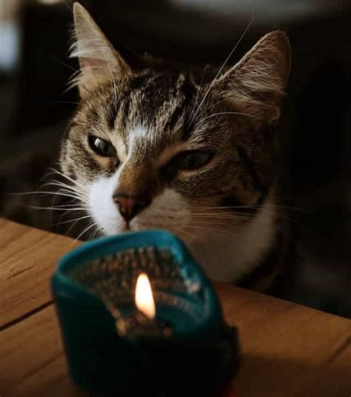 Are Yankee candles toxic for cats?