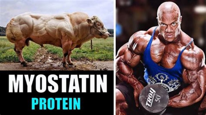 Can humans have myostatin deficiency?