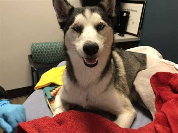 Can Siberian huskies live in Texas?