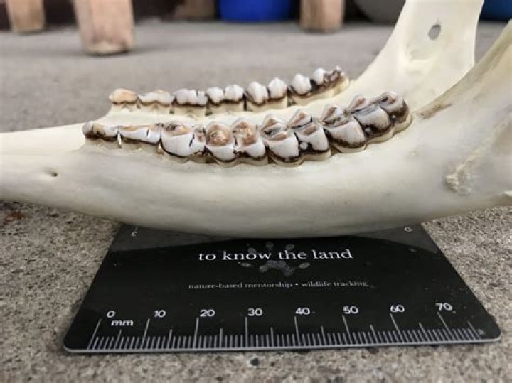 Can you age deer by front teeth?