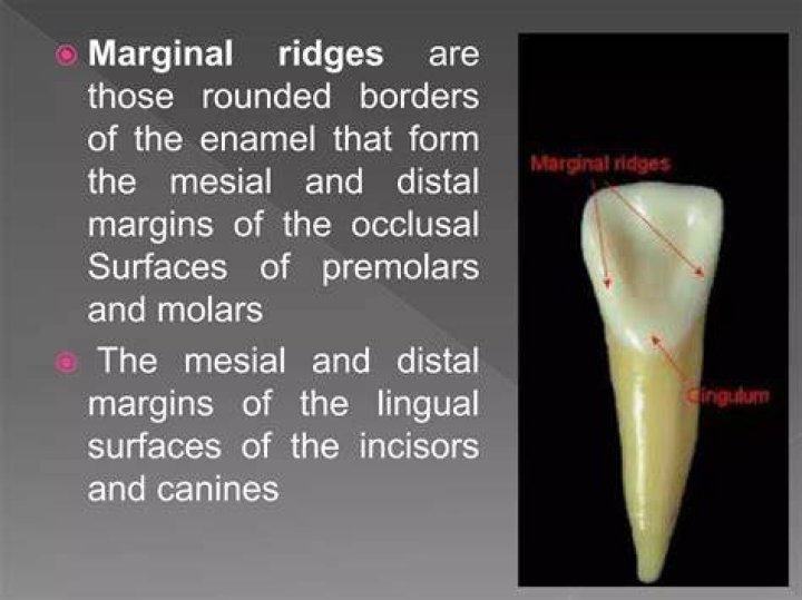 Do incisors have marginal ridges?