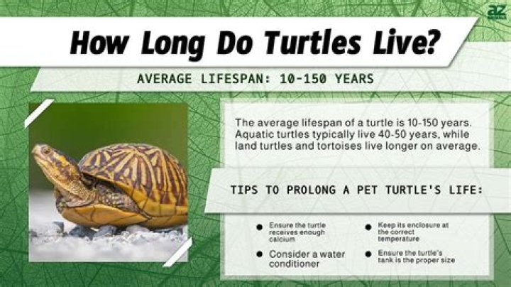 Do turtles have growth rings?