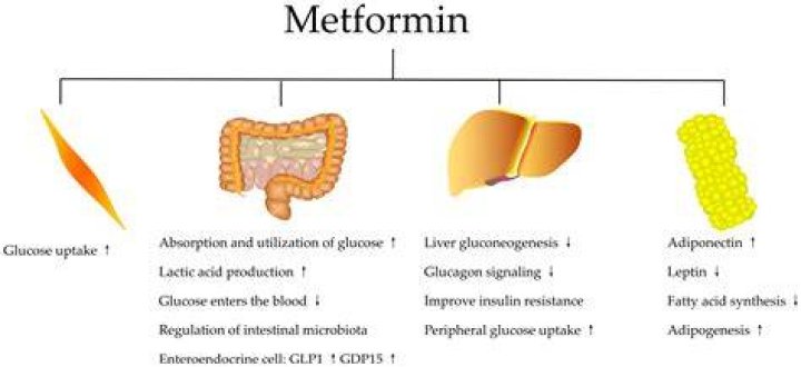Does metformin make it easier to get pregnant?