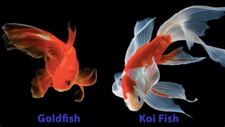 How can I tell if I have a koi or goldfish?