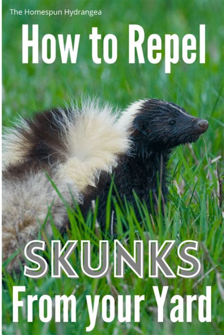 How do I rid my yard of skunks?