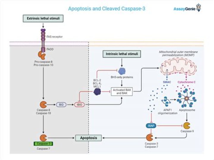 How does caspase-3 cause apoptosis?