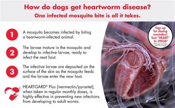 How expensive is it to treat heartworms?