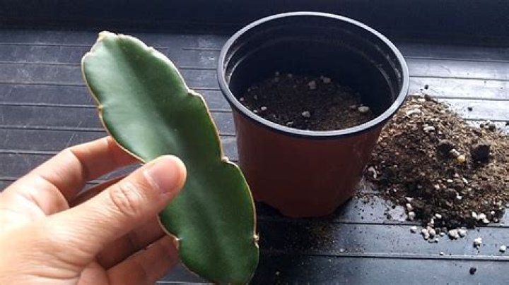 How fast does hylocereus Undatus grow?