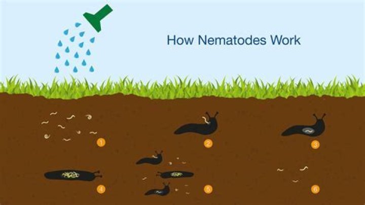 How long does it take for nematodes to work?
