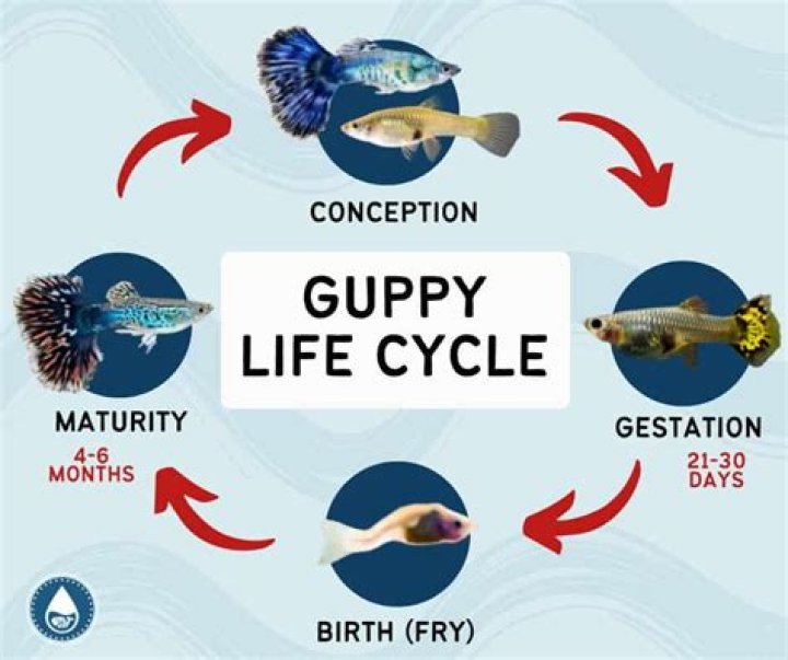 How long does it take to set up a reef tank?