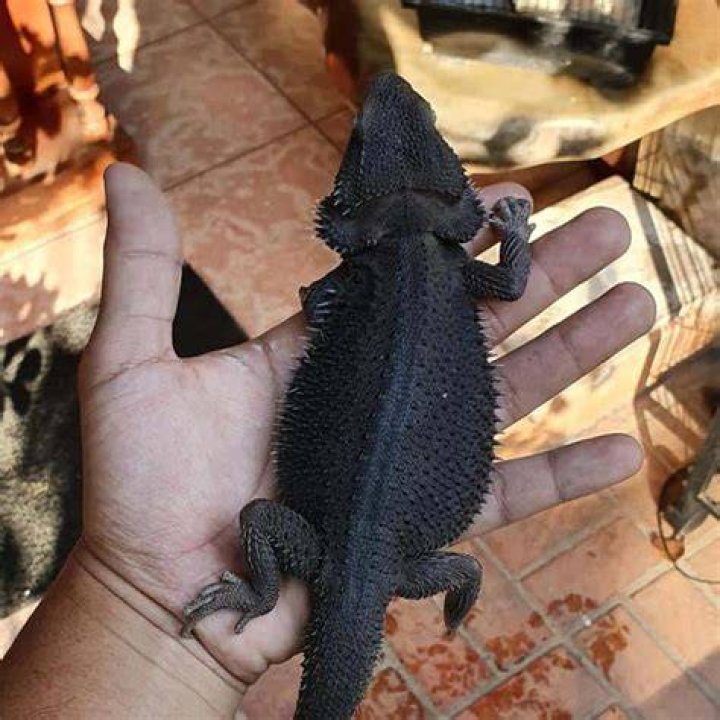 How rare are black bearded dragons?