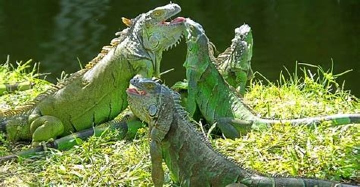 Is a green iguanas a carnivores?
