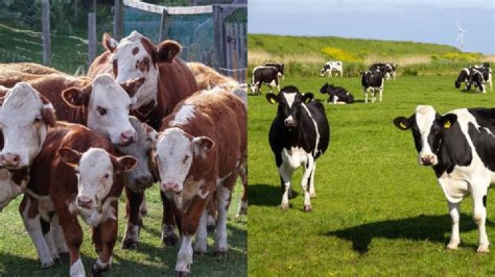 Is a group of cattle called a drove?