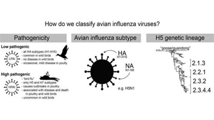Is avian flu the same as influenza A?