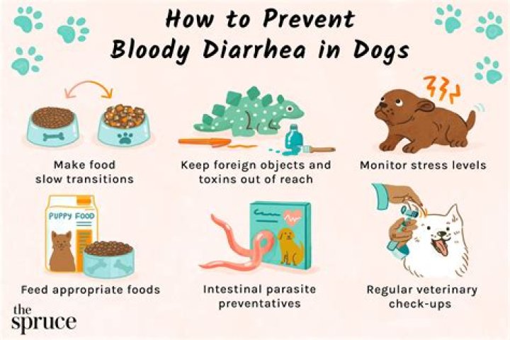 Is bloody diarrhea in dogs an emergency?