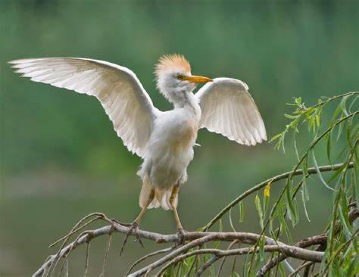 Is ibis an egret?