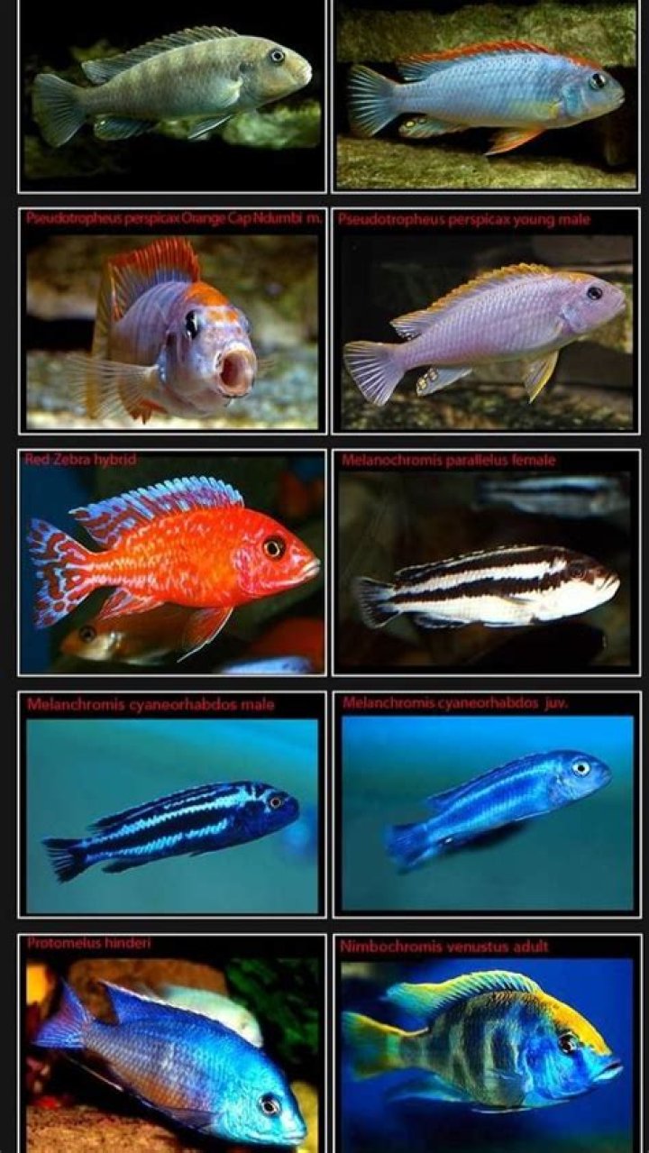 What are the 22 species of peacock cichlids?