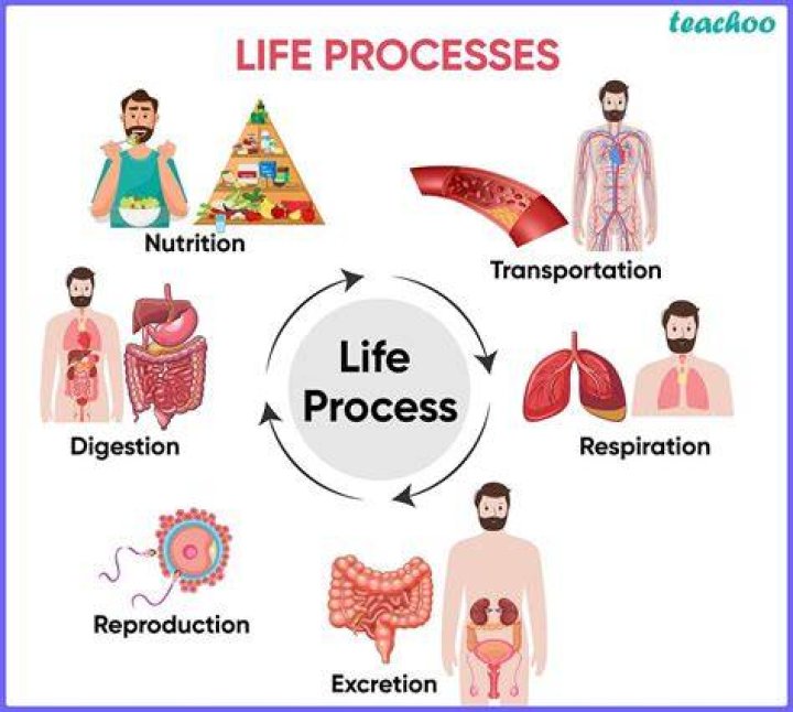 What are the 6 processes of life?