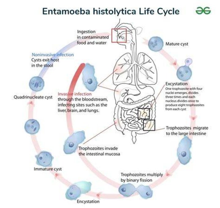What are the characteristics of Entamoeba histolytica?
