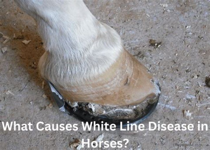 What causes white hair on horses?
