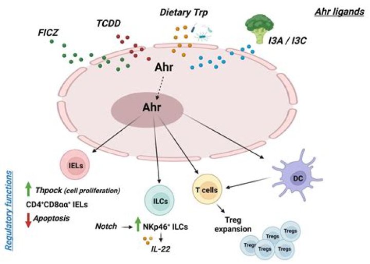 What do aryl hydrocarbon receptors do?