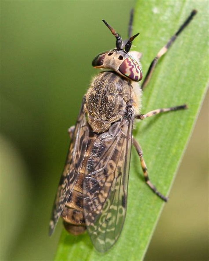 What does a horsefly look like UK?