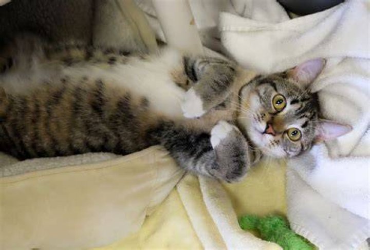 What does it mean when a cat bakes biscuits?