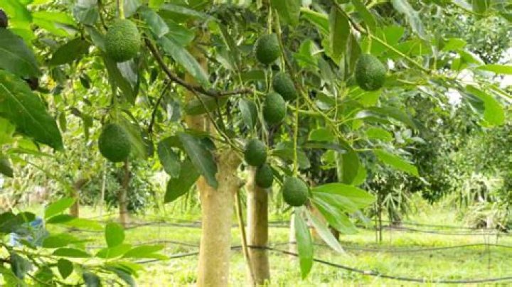 What growing conditions do avocado trees need?