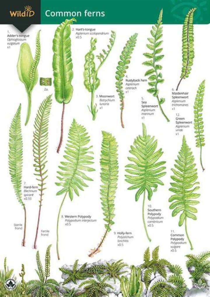 What is a fern leaf called?