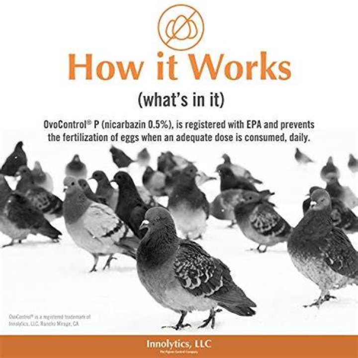 What is a good bait for pigeons?