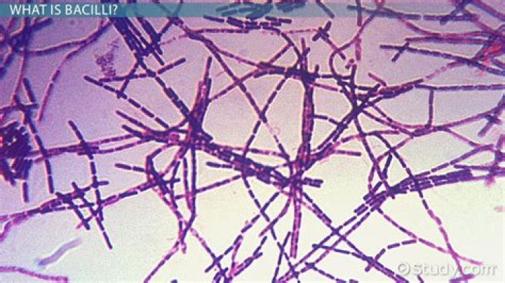What is bacillus lentus?