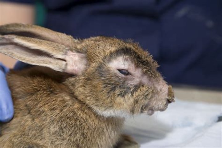 What is myxomatosis caused by?