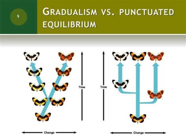What is the difference between punctuated speciation and gradual speciation?