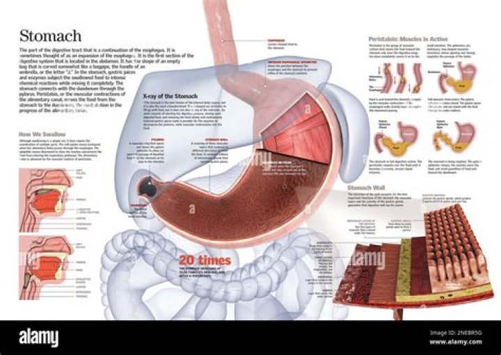 What is the function of hapten?