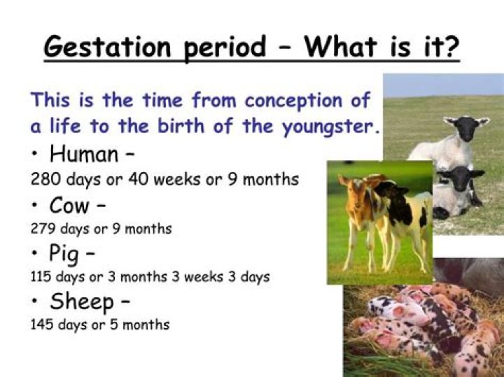 What is the gestation period of sheep?