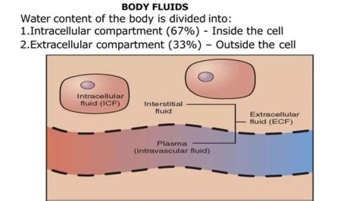 What is the principal component of the intracellular fluids?
