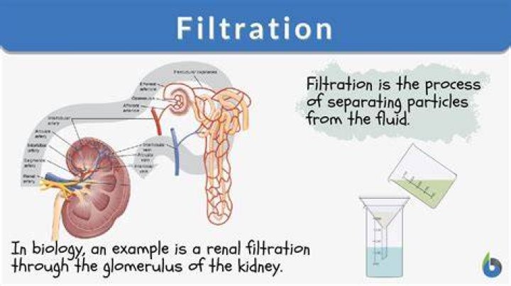 What is the process of filtration in the urinary system?