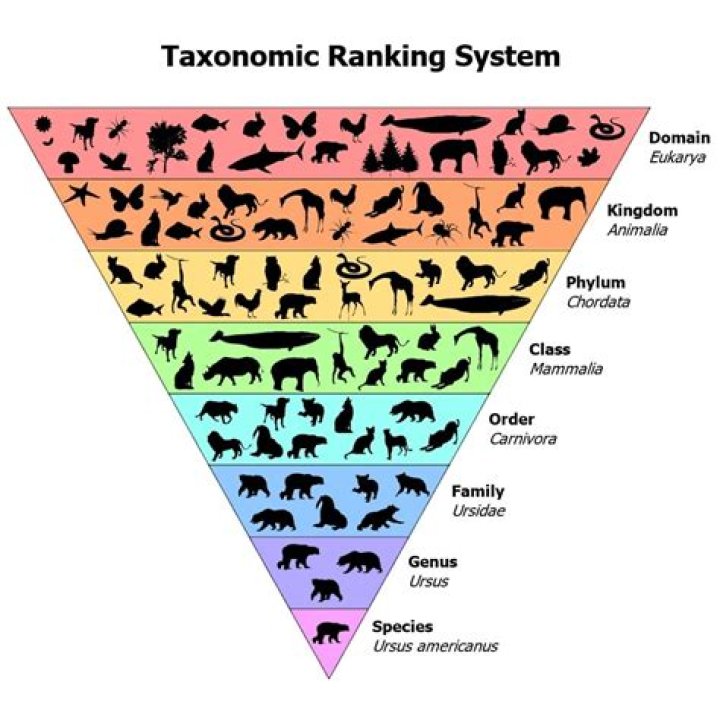 What level of classification is amphibian?
