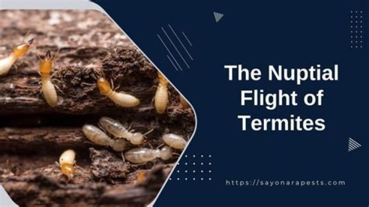 What time of day do nuptial flights happen?