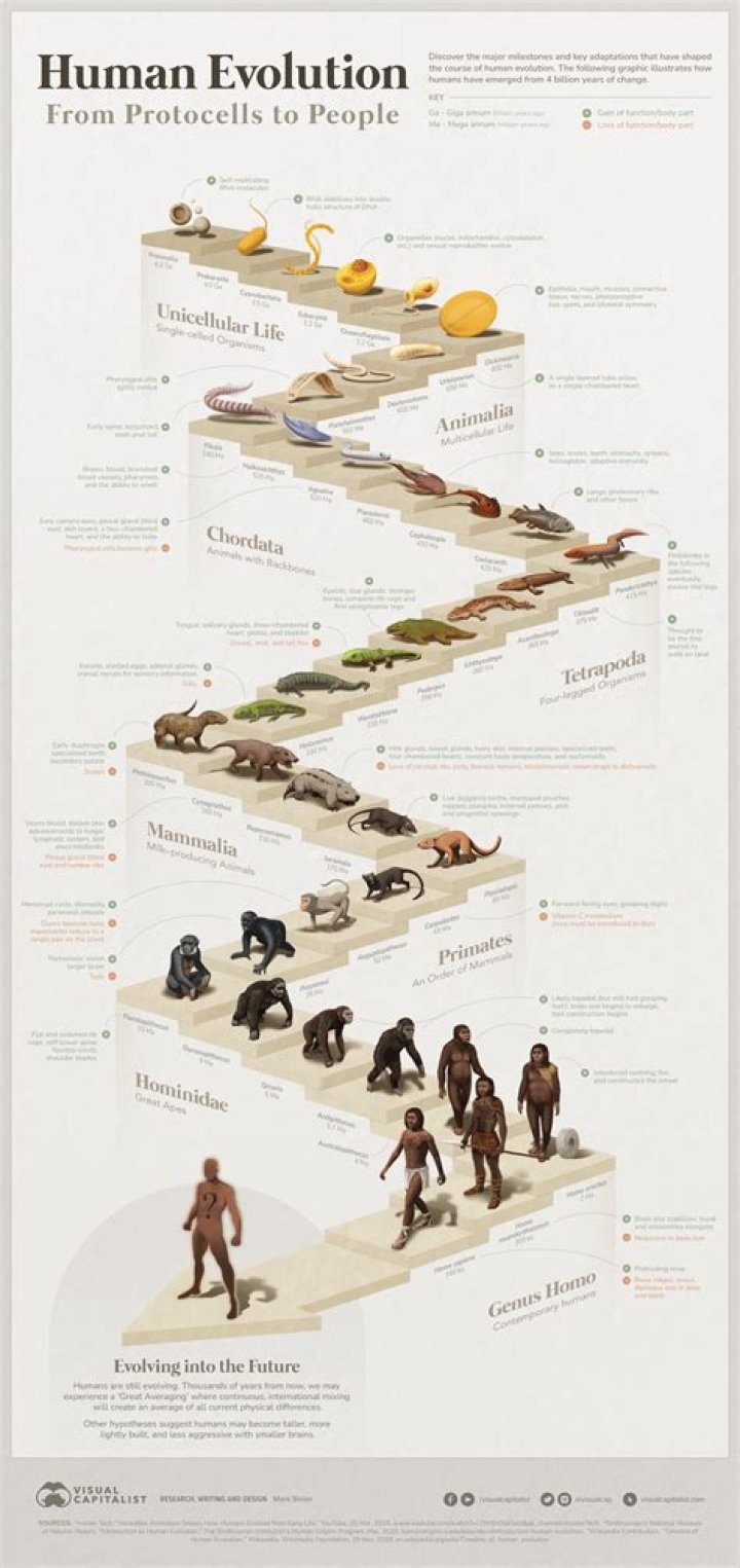What was the biggest human species?