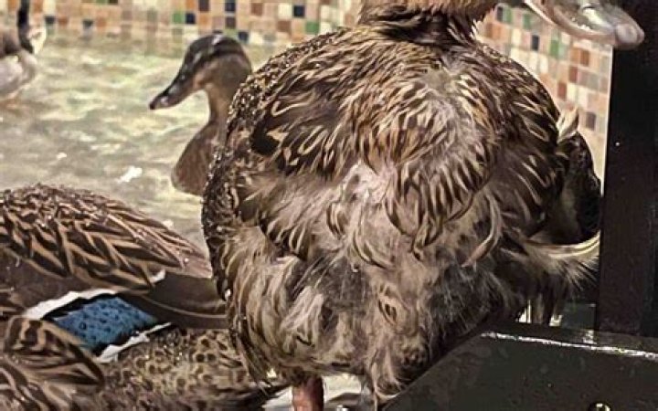 When can you see the Peabody ducks?