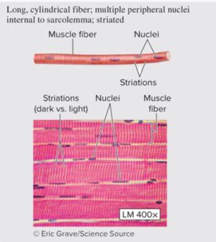 Which muscle tissue has multiple nuclei?