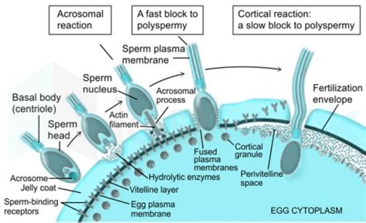 Which of the following is fast block to polyspermy in sea urchin?